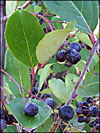 Black Chokeberry